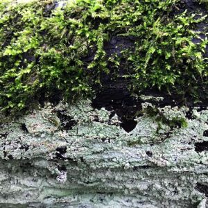 a close up of moss and lichen on some wood