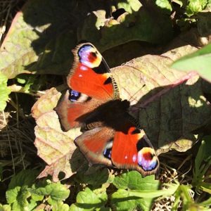 a peacock butterfly