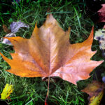 A single autumn leaf on the green grass
